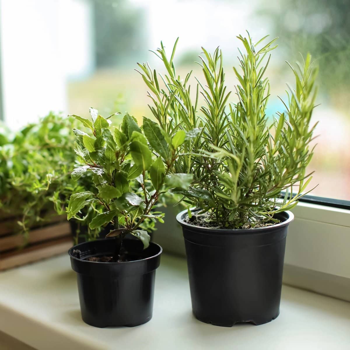 如何為您的廚房窗戶創建繁榮的草藥花園